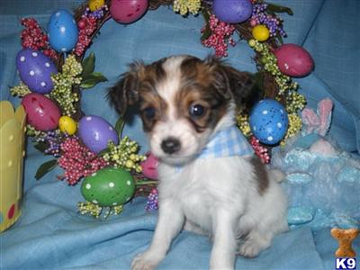 Papillon Puppies for Sale