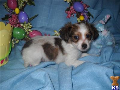 Papillon Puppies for Sale