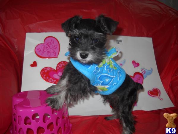 Miniature Schnauzer Puppies