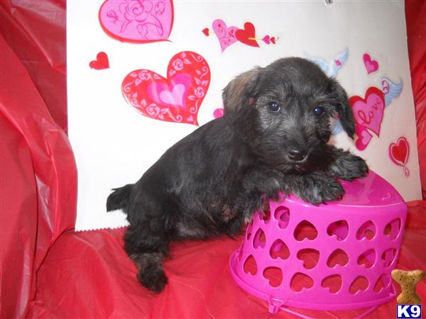 Miniature Schnauzer Puppies