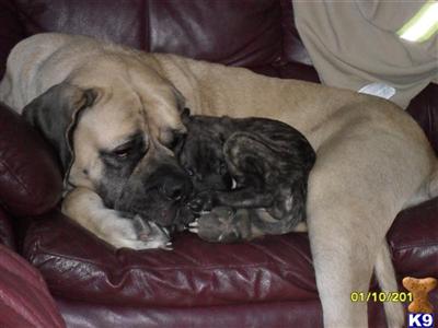 Mastiff Puppies for Sale