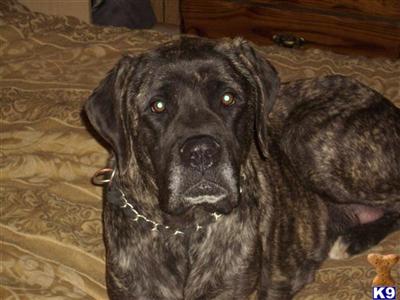 Dogs for Sale in OH