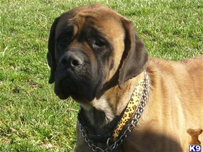 Dogs for Sale in OH