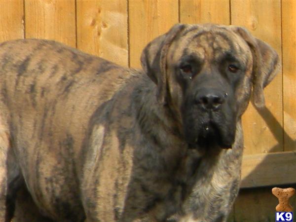 Stud Dogs - Mastiff