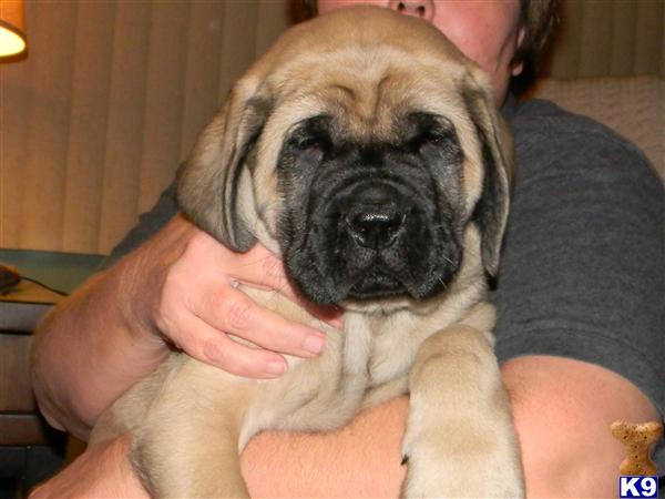 Mastiff Puppies