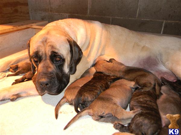 Puppies in Reynoldsburg