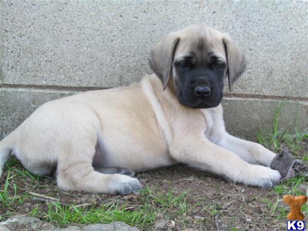 Puppies in Reynoldsburg