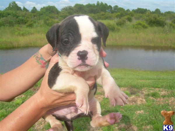 Puppies in Naples
