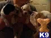 Puppies in Akron