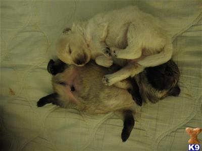Dogs for Sale in VA