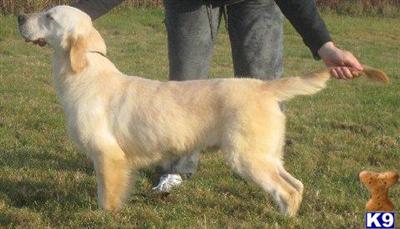 Dogs for Sale in VA
