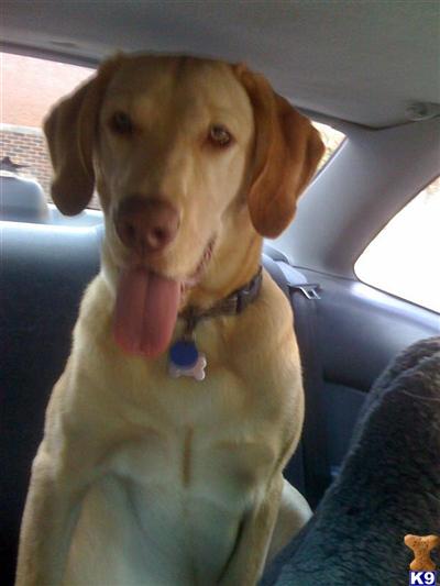 Stud Dogs - Labrador Retriever