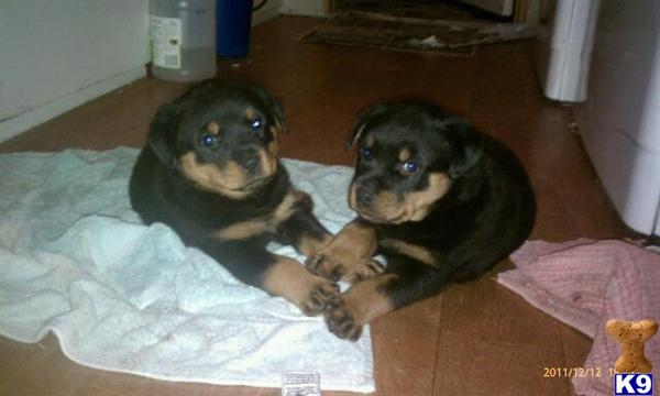 Rottweiler Puppies