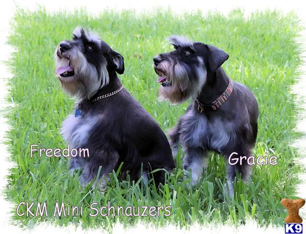 Stud Dogs - Miniature Schnauzer