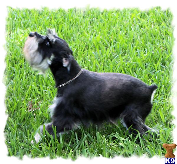 Stud Dogs - Miniature Schnauzer