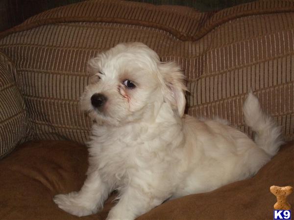 Puppies in Azle