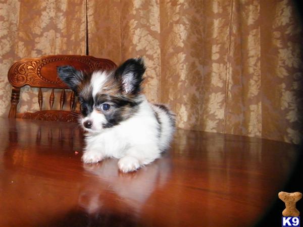 Dogs for Sale in NH