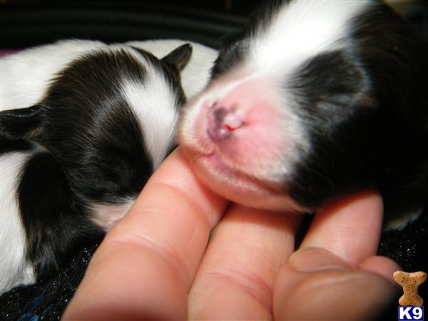 Puppies in NH