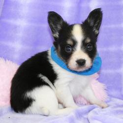 Papillon Puppies for Sale