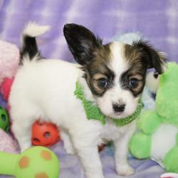 Papillon Puppies for Sale