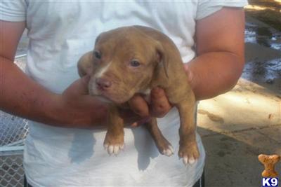 American Pit Bull Puppies for Sale
