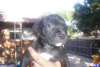 American Pit Bull Puppies in TX