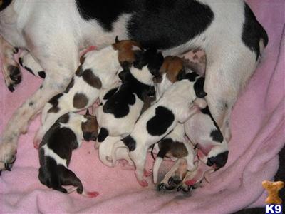 Puppies in ME