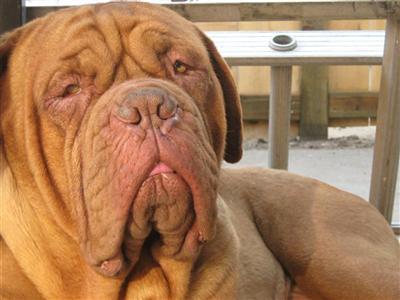 Stud Dogs - Dogue De Bordeaux