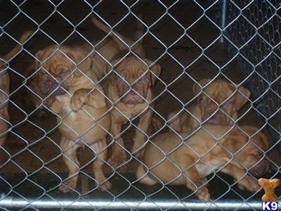 Dogue De Bordeaux Puppies for Sale