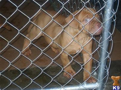 Dogue De Bordeaux Puppies for Sale