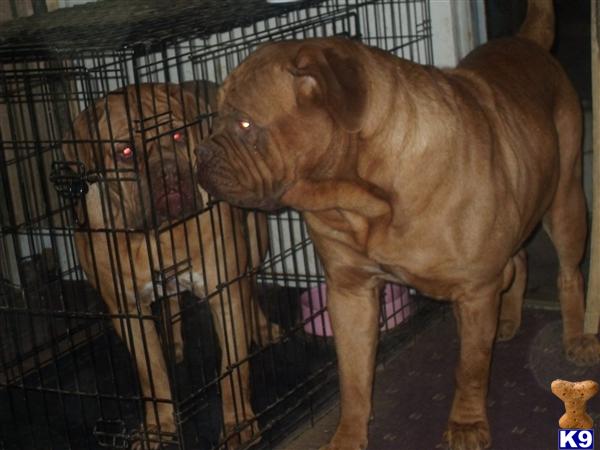 Dogue+de+bordeaux+puppies+for+sale+ny