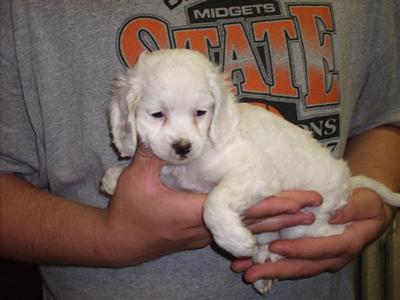Puppies in ND