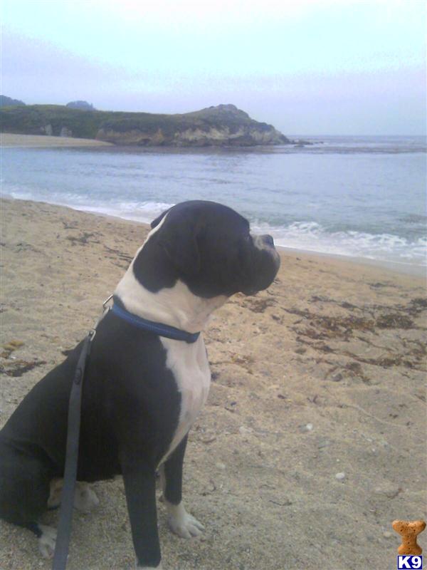 Stud Dogs - Boxer