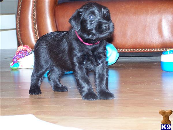 Standard Schnauzer Puppies