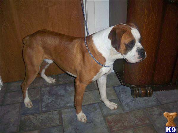 Dogs for Sale in TX