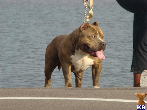 Puppies in Tampa