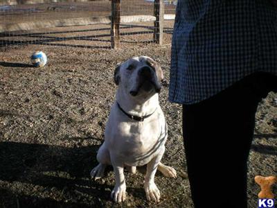 Stud Dogs in CO