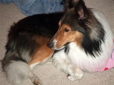 Stud Dogs - Shetland Sheepdog