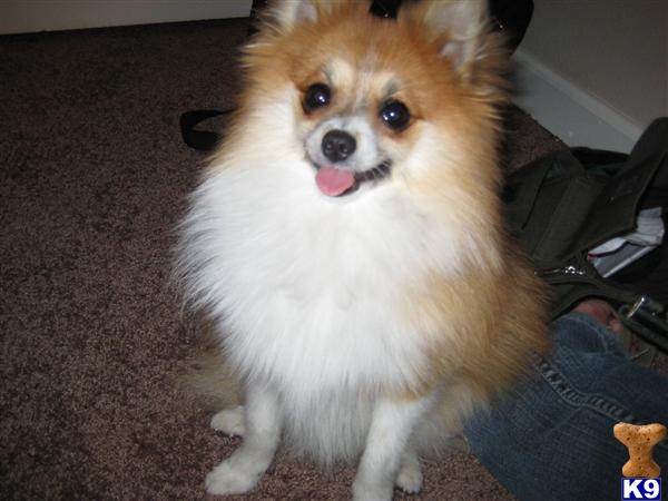 Stud Dogs - Pomeranian