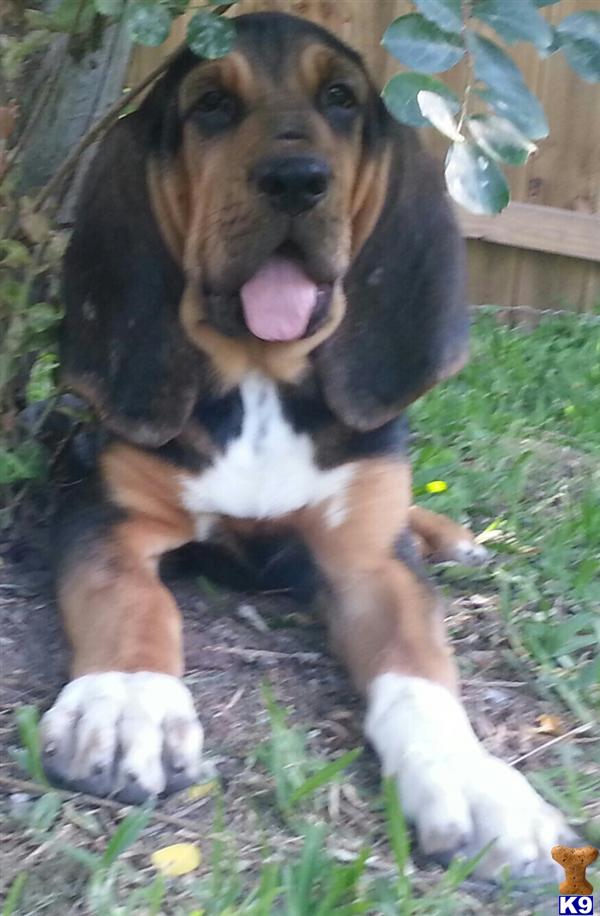 Puppies in TX