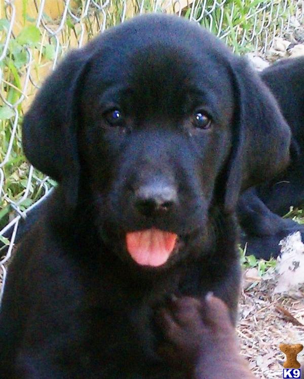 Puppies in Houston