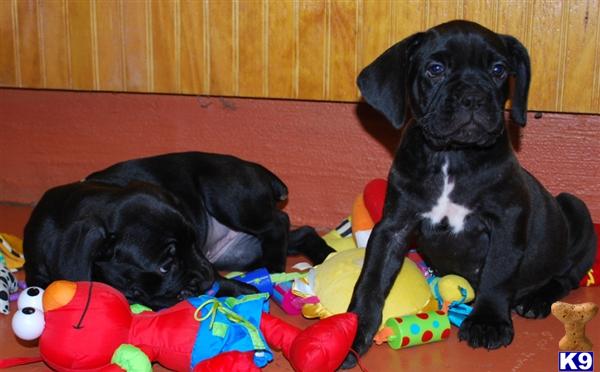 Cane Corso Puppies in OH