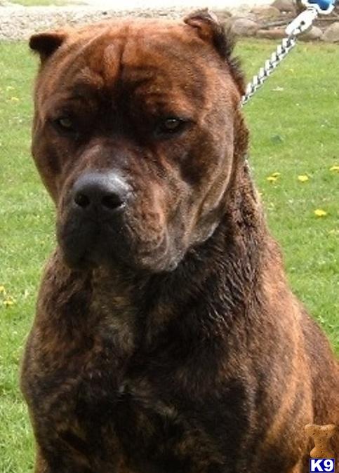 Dogs - Cane Corso