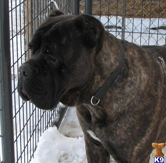 Dogs - Cane Corso