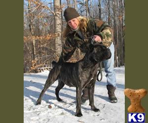 Dogs - Cane Corso