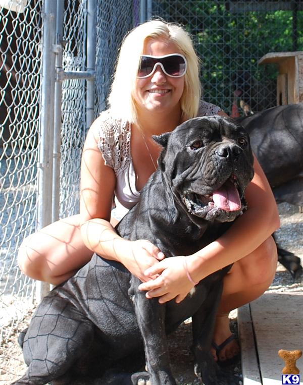 Cane Corso Puppies in OH