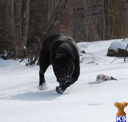 Cane Corso Puppies in OH