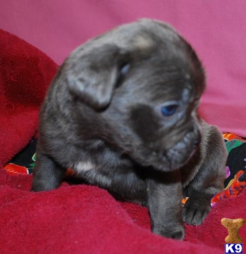 Cane Corso Puppies in OH