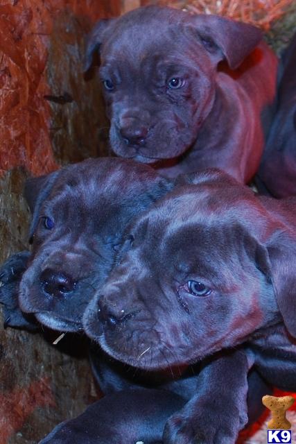 Cane Corso Puppies in OH