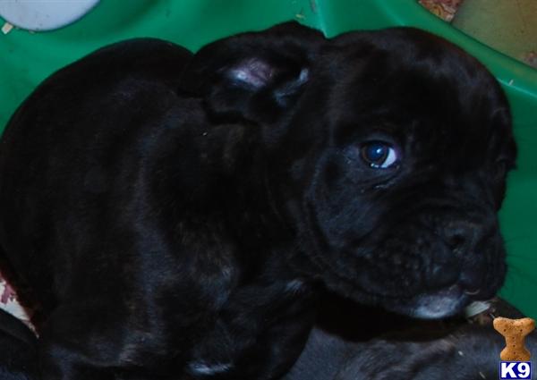 Cane Corso Puppies in OH